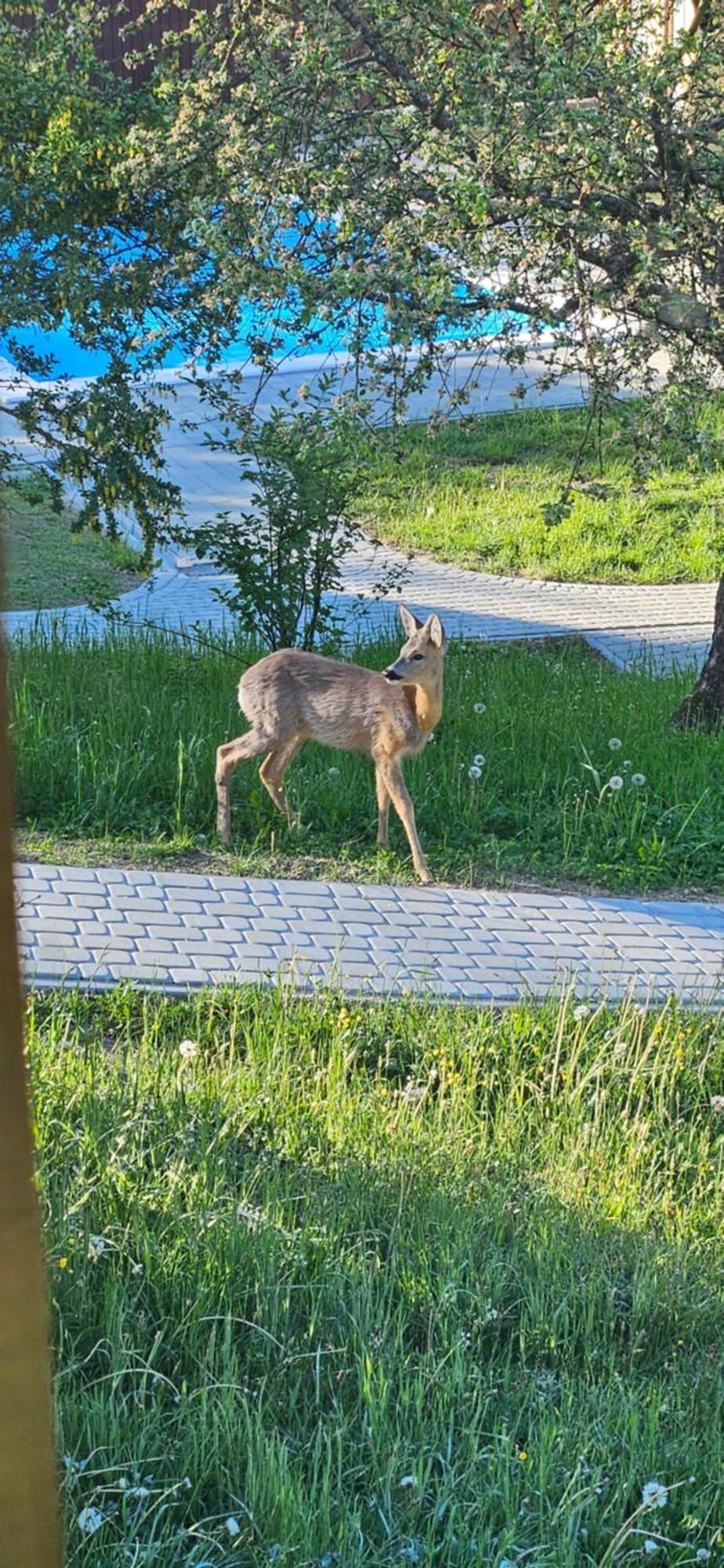 Barvy Karpat Villa Slavske Bagian luar foto